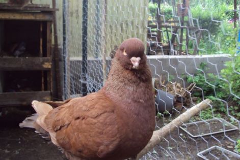 bubo_5.jpg bubo_5.jpg