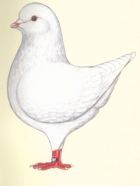 feher_king_m.jpg feher_king_m.jpg