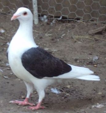hablatyka_vagva.jpg hablatyka_vagva.jpg